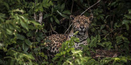 Amazônia: estudo mostra que onças estão em áreas ameaçadas pelo homem