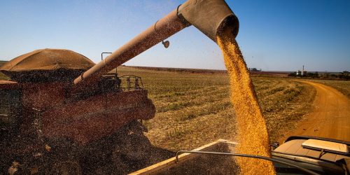 Mais 90 empresas são habilitadas para vender milho à China