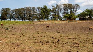Cidades gaúchas vão receber mais R$ 701 mil para combater seca