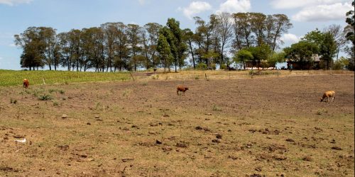Imagem referente a Cidades gaúchas vão receber mais R$ 701 mil para combater seca