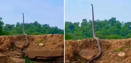 Imagem referente a Conheça a Cobra-Real: A serpente que pode se levantar e encarar um Ser Humano