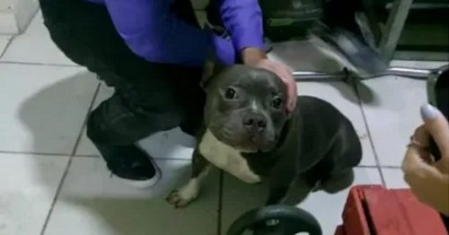Homem é preso por abuso sexual de cachorro após veterinário identificar violência