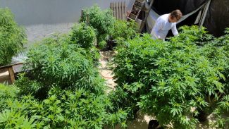 Venda nas farmácias de produtos à base de cannabis cresce 342,3%