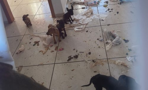 Moradora denuncia abandono de 13 cachorros em residência trancada na região Norte