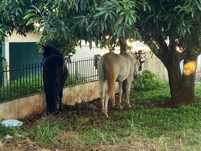 Atenção condutores: cavalos estão soltos em via pública no bairro Santa Felicidade
