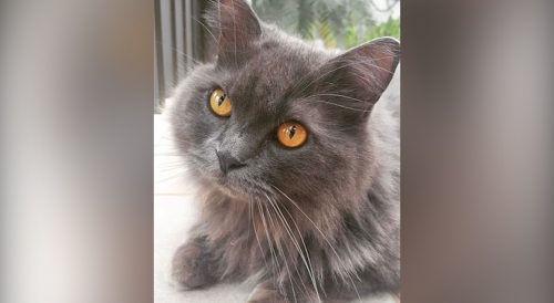 Gato Cruel desapareceu no bairro Jardim Veredas