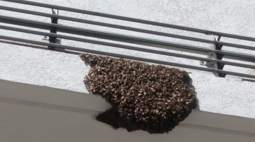 Enxame de abelhas é retirado pela Defesa Civil no Maria Luiza