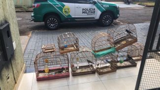 Após denúncia, Polícia Militar encontra ponto ilegal de venda de aves silvestres em Arapongas