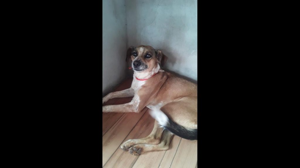 Cachorra Bela desapareceu no bairro Florais do Paraná