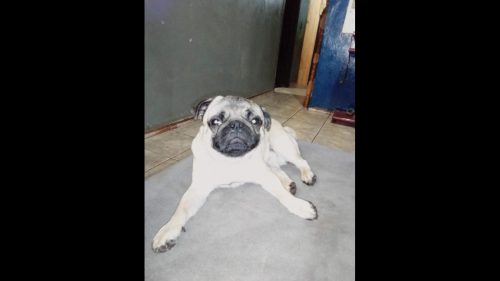 Cachorro Fred desapareceu no bairro Interlagos