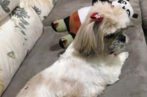 Cachorrinha Xuxa está desaparecida e família busca ajuda para encontrá-la