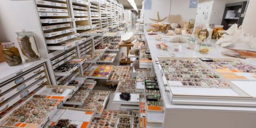 Museu Nacional integra estudo sobre 73 coleções de história natural