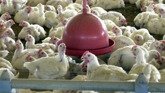 Ministério suspende feiras de aves para evitar gripe aviária no país