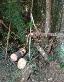 Imagem referente a Internauta encontra cobra jararaca na entrada do Parque Ambiental de Cascavel; veja vídeo