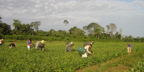 FAO: trabalhadoras do campo recebem 20% a menos que os homens
