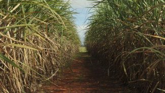 Produção de cana-de-açúcar cresce e deve é de 610 milhões de toneladas
