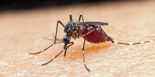 Imagem referente a Ministério da Saúde lança campanha contra malária