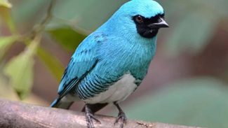 Com registro de 138 espécies, UEL publica estudo sobre pássaros no Parque Nacional do Iguaçu
