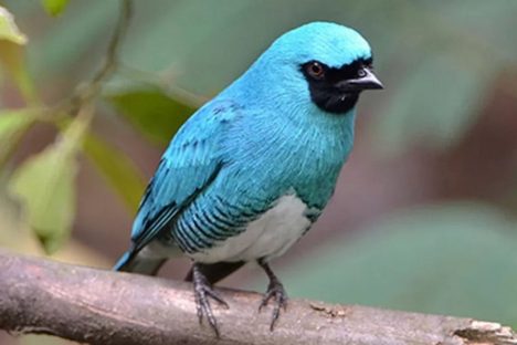 Imagem referente a Com registro de 138 espécies, UEL publica estudo sobre pássaros no Parque Nacional do Iguaçu