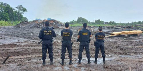 Imagem referente a Polícia Federal e Ibama apreendem madeira ilegal no Pará