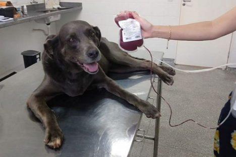 Imagem referente a Ação do Corpo de Bombeiros incentiva doação de sangue canino para salvar vidas