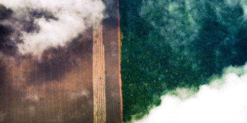 Banco Mundial alerta para dano permanente do desmatamento na Amazônia