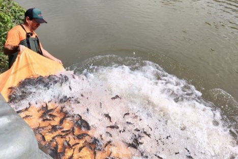 Copel repovoa Rio Iguaçu com 140 mil alevinos de monjolo, espécie ameaçada de extinção