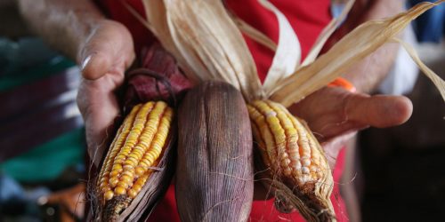 Imagem referente a Produção sustentável de alimentos depende da reforma agrária, diz MST