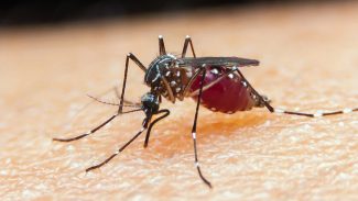 Malária: unidade da Fiocruz torna-se referência para novo medicamento