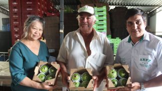 Cooperativa de Carlópolis melhora estrutura para produção de frutas com apoio do Coopera Paraná