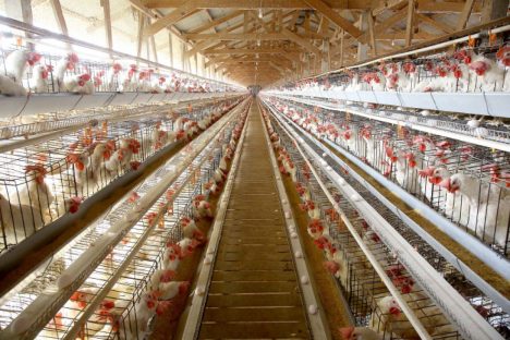 Imagem referente a Governos federal e estadual reforçam medidas e alertas contra a gripe aviária