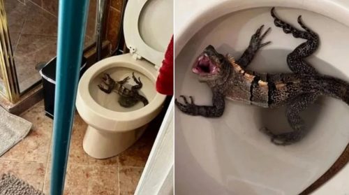 Invasão inesperada: Morador encontra Iguana em seu banheiro