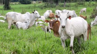 Paraná completa dois anos do status de área livre de febre aftosa sem vacinação neste sábado