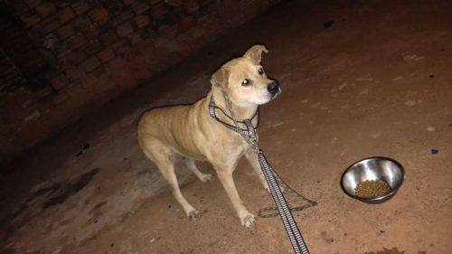 Cachorra Jurema desapareceu no bairro Centro
