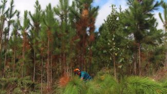 Controle: Estado regulamenta o cultivo de pinus e de outras plantas exóticas invasoras no Paraná