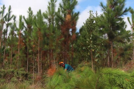 Controle: Estado regulamenta o cultivo de pinus e de outras plantas exóticas invasoras no Paraná