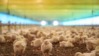 IAT e Adapar assinam portaria conjunta para prevenção da gripe aviária no Paraná