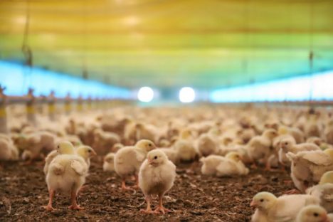 IAT e Adapar assinam portaria conjunta para prevenção da gripe aviária no Paraná