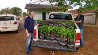 No Dia da Mata Atlântica, Paraná celebra 8 milhões de mudas de espécies nativas distribuídas