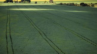 Berço das águas, Cerrado recebe 600 mi de litros de agrotóxico por ano