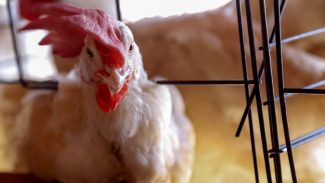 Contra gripe aviária, Sistema de Agricultura reforça cuidados com a biossegurança de aviários