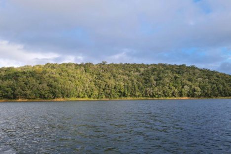 Copel preserva 25 mil hectares de floresta nativa em todo o Brasil