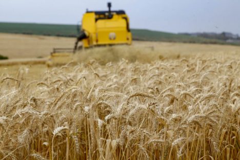 Imagem referente a Clima tem favorecido o plantio de trigo e colheita de feijão no Paraná