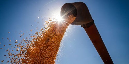Imagem referente a Conab estima produção de grãos em 315,8 milhões de toneladas