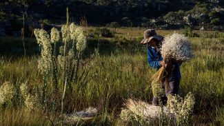 Sempre-vivas: Minas reconhece agricultura tradicional como patrimônio