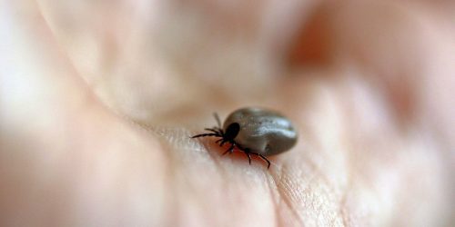 Imagem referente a SP confirma dois novos casos de febre maculosa no estado