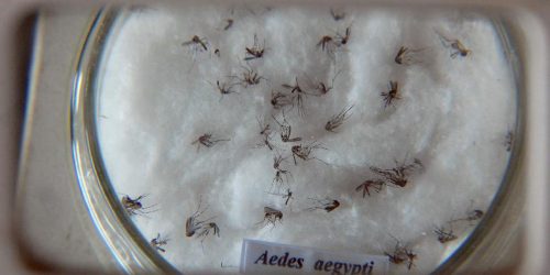 Nova vacina contra a dengue chega ao Brasil na próxima semana Nova vacina contra a dengue chega ao Brasil na próxima semana