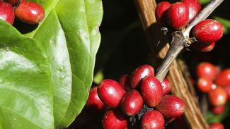 UFRJ ajuda associações a tornar produtos rurais mais atrativos