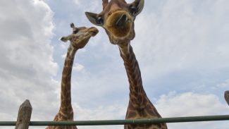 Morre quarta girafa importada ilegalmente da África do Sul