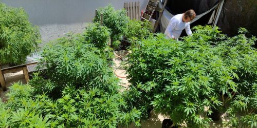 Imagem referente a Anvisa proíbe importação de cannabis in natura e partes da planta